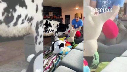 İnekleriyle film zevki yaptı! İnekleriyle beraber yaşayan adam...