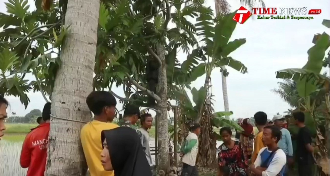 ISTRI DIDUGA SELINGKUH, SUAMI GANTUNG DIRI DI POHON SUKUN