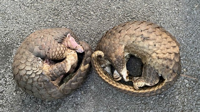 Phát hiện hàng chục con tê tê quý hiếm bị giam trong thùng xốp