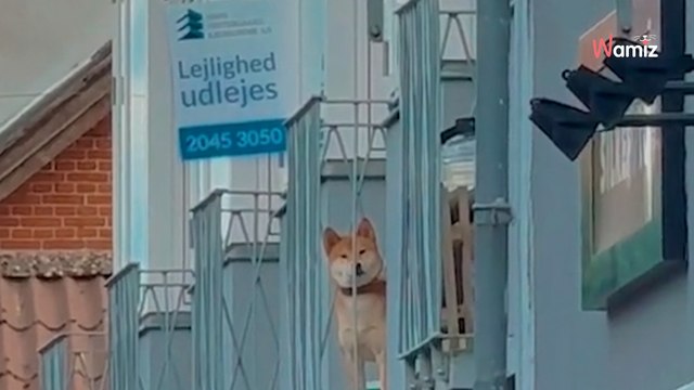 Elle laisse son chien seul pour aller en cours : ce qu’il fait en son absence bouleverse 1M de personnes