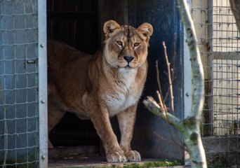 Two four-year-old lionesses, Luna and Plusza, arrive at Five Sisters Zoo