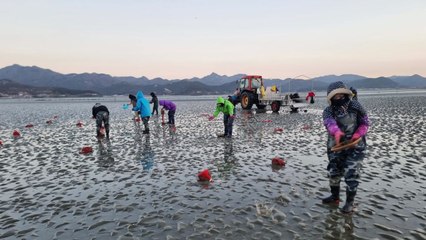 [전북] 군산·부안 연안에 바지락 종자 5백만 마리 방류 / YTN