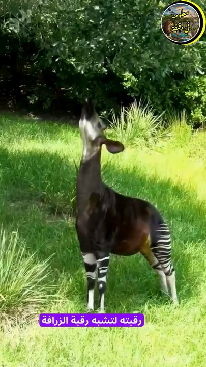 أغرب كائنات البرية 4 مخلوقات مذهلة من الطبيعة