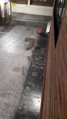 Ratas paseando por Las Palmas de Gran Canaria