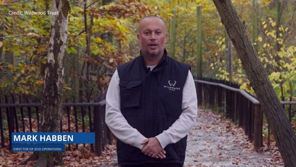 Boki the bear makes remarkable recovery after brain surgery