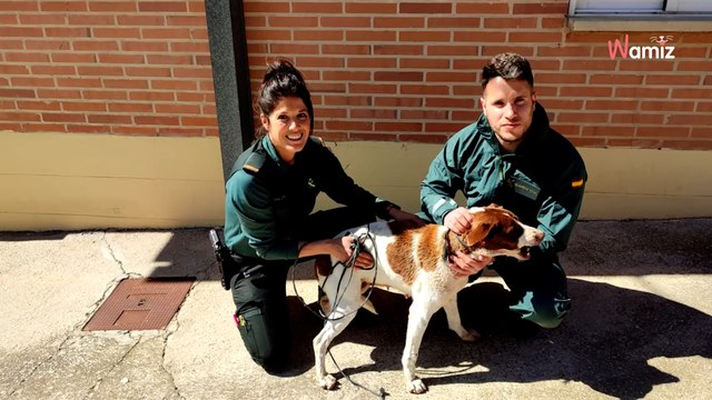 Pointer at risk of drowning saved by last minute rescue mission in Spain