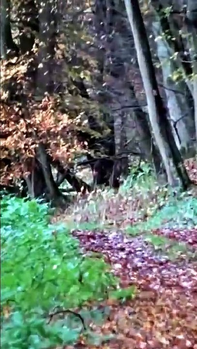 Leaves and Raindrops. Fall