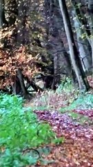 Leaves and Raindrops. Fall