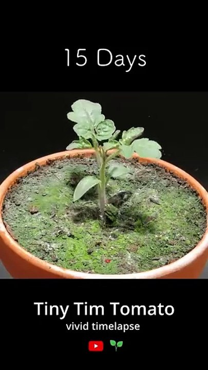 82_Day_Tomato_Timelapse(360p).mp4