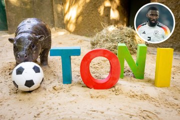 A top footballer has launched a bid to save pygmy hippos