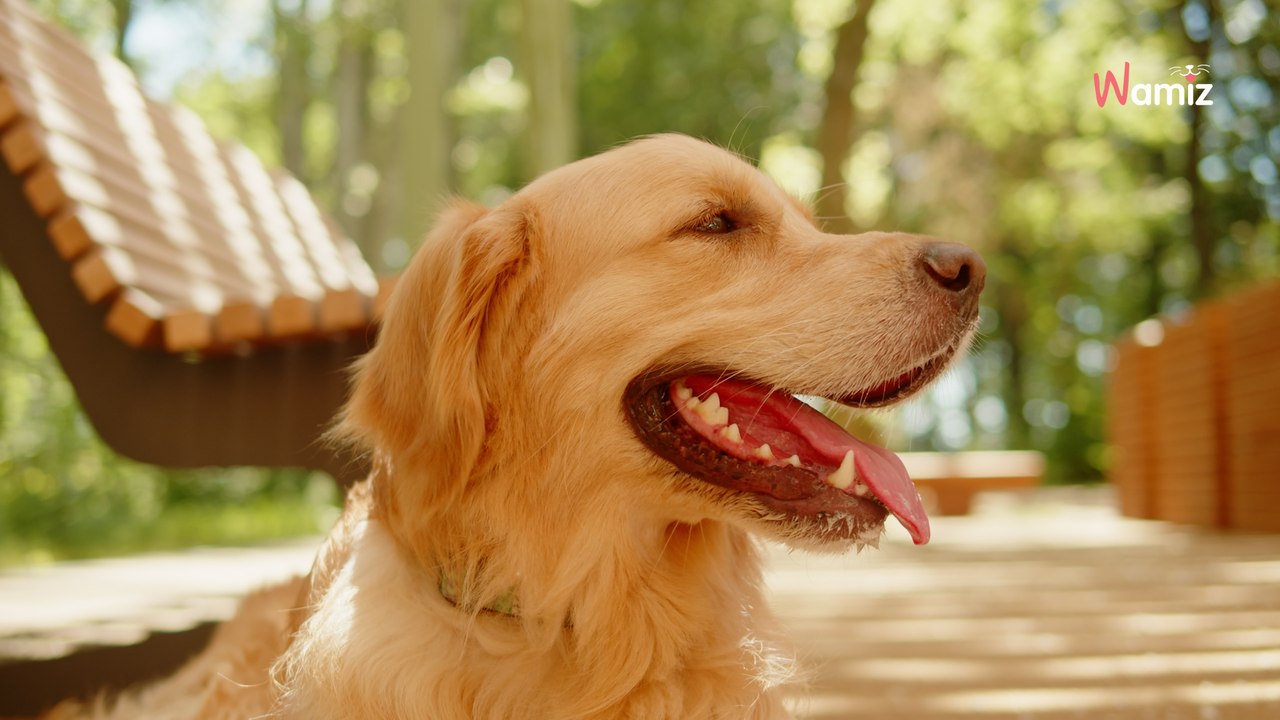 En plein direct, un journaliste sportif fond en larmes en évoquant la mort de son Golden Retriever