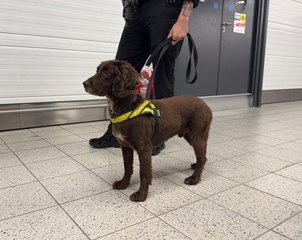 Day in the life of a sniffer dog at Luton Airport