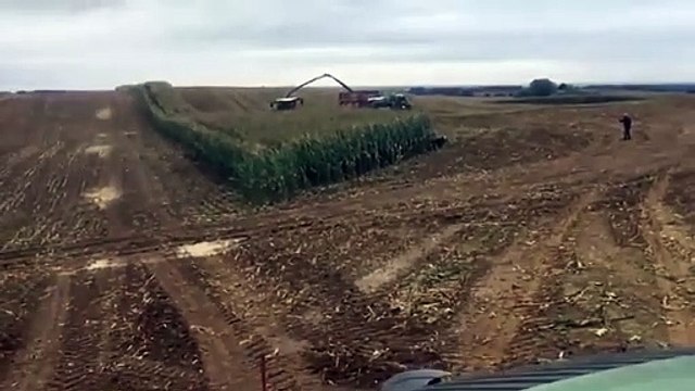 Une meute de sangliers délogée d'un champs