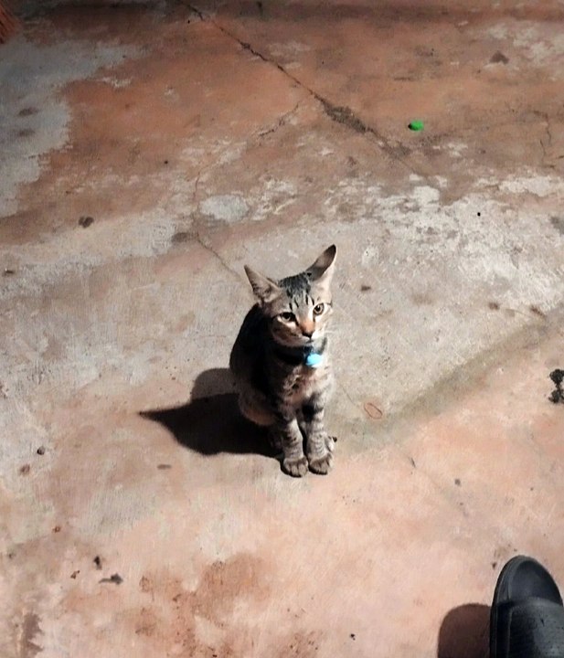🐱