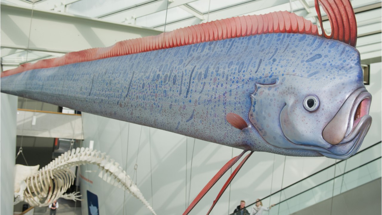 Der Riemenfisch