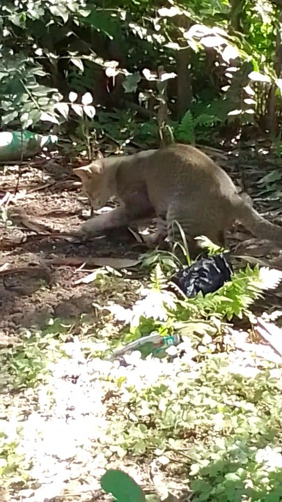 Cat and snack fight🤼