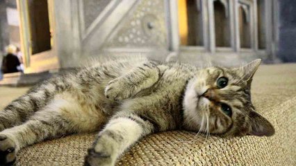 Tutustu Gli, kissaan, joka asui Istanbulin Hagia Sofian basilikan seinien sisällä