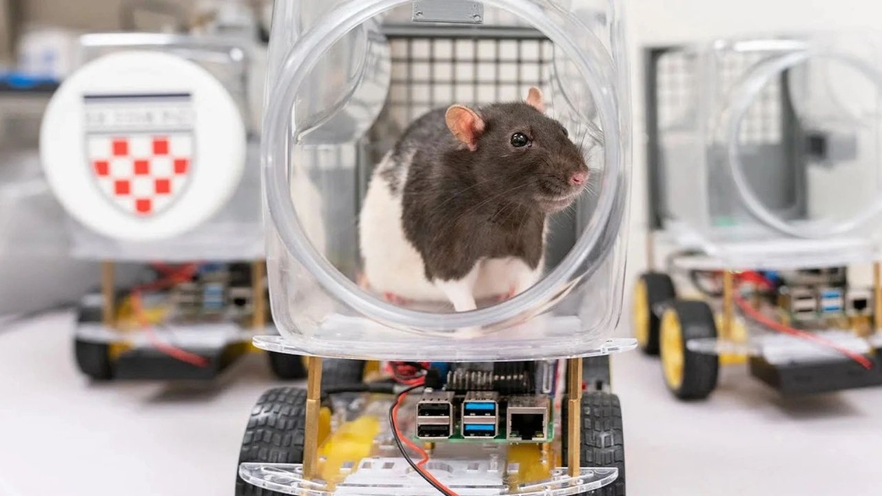 Thú vị hình ảnh chuột học lái xe, đam mê tốc độ