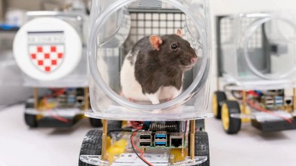 Thú vị hình ảnh chuột học lái xe, đam mê tốc độ