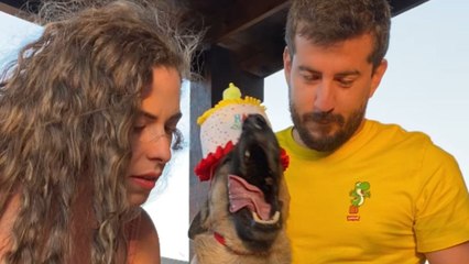 Parents console overwhelmed dog as candle explodes during his birthday celebration