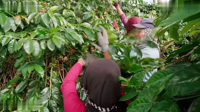 Understanding Coffee Pricing Through Supply Chain Challenges | Scott Biffin