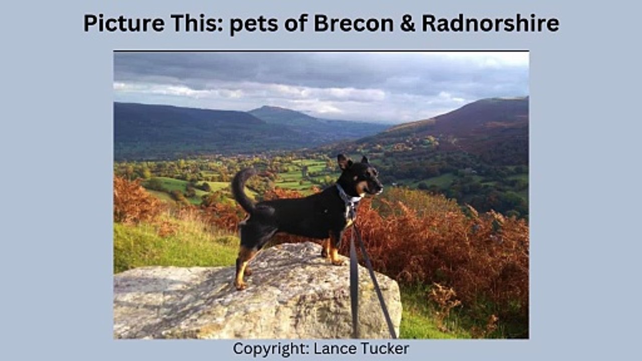 Picture This: Pets of Brecon & Radnorshire