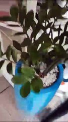 Esquilo invade loja e mobiliza policiais ambientais para resgate no centro de Joaçaba