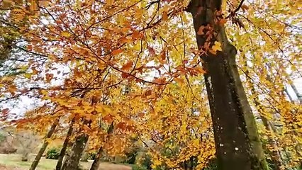 See the spectacular autumn tints at Tilgate Lake, Crawley