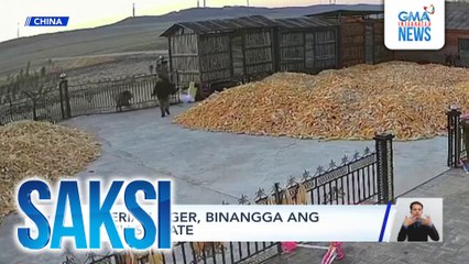 Siberian tiger, binangga ang sarili sa gate | Saksi