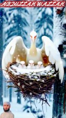 surah mulk 9 create #foryou #foryou #foryou #shorts #IslamicShorts #shortsvideo #shortfeed #NatureInspiredByQuran #bird