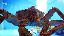 We May Finally Know Why 10 Billion Crabs Died in Alaska Over The Last 5 Years