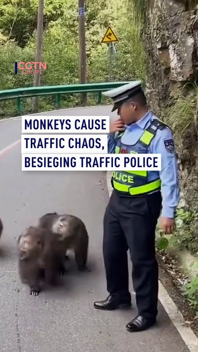 Monkeys cause traffic chaos, leaving traffic police ‘under siege’