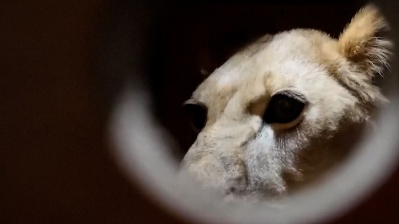 Putin regala a Corea del Norte 70 animales, entre ellos leones y osos, del zoo de Moscú