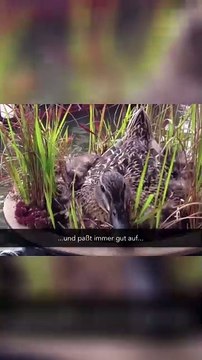 **Unglaubliche Nest-Entdeckung! 🐦✨ Flauschiges Material, das du sehen musst!**