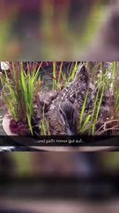 **Unglaubliche Nest-Entdeckung! 🐦✨ Flauschiges Material, das du sehen musst!**