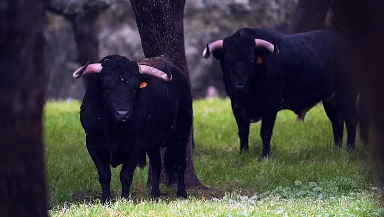 ceret toros