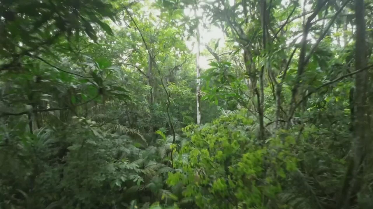 Cambio climático amenaza ecosistemas marinos y bosques tropicales de Panamá