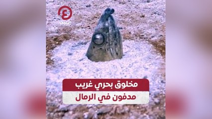 مخلوق بحري غريب مدفون في الرمال