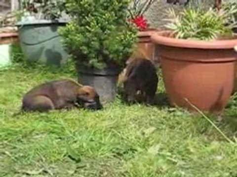 1 è Sortie des BB d'Athéna et S'Léon à 25 jours