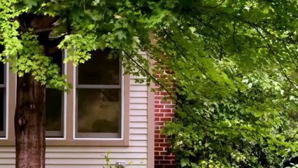 FALSIDADE.COM: Uncover the Truth Behind the Investigation on Discovery 🔍