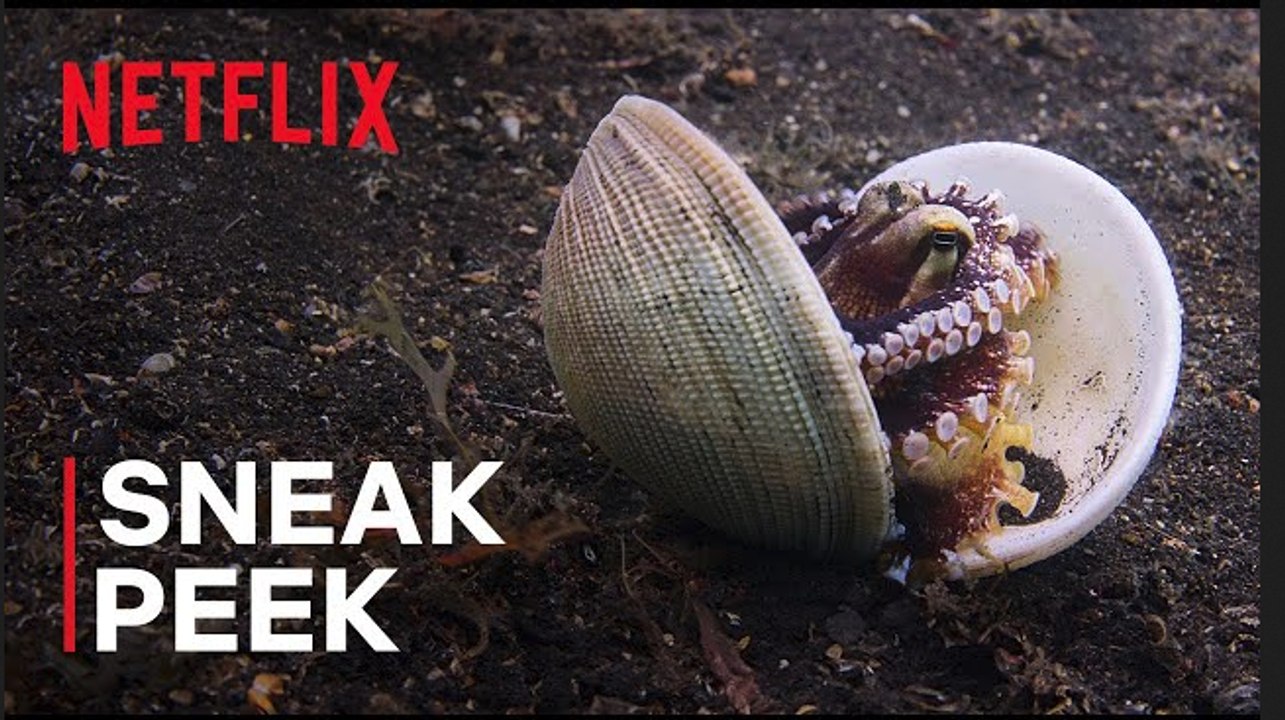 Our Oceans | Clever Octopus Shoots Fish | Sneak Peek - Netflix
