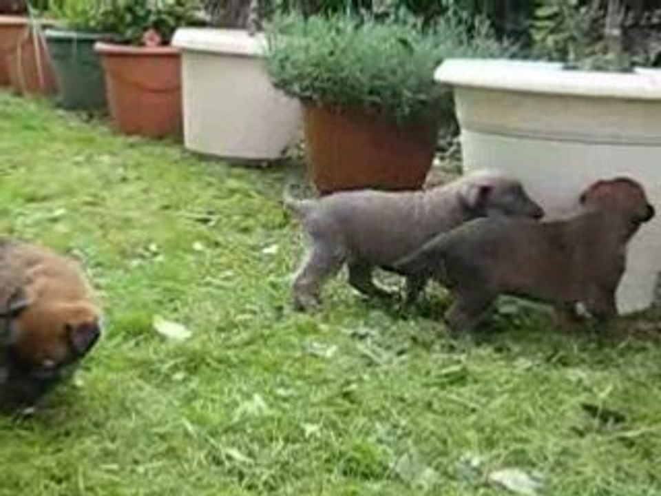 1 è Sortie des BB d'Athéna et S'Léon à 25 jours