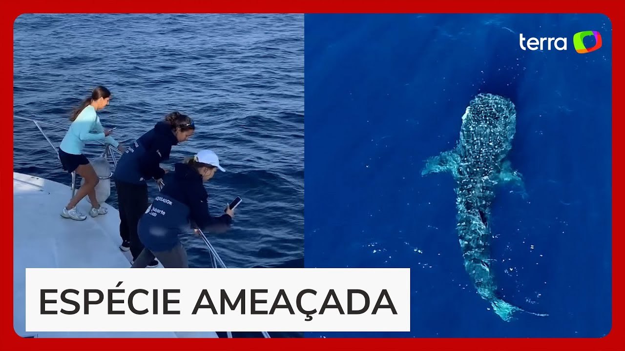 Maior peixe do mundo é flagrado pela primeira vez por pesquisadores no ES