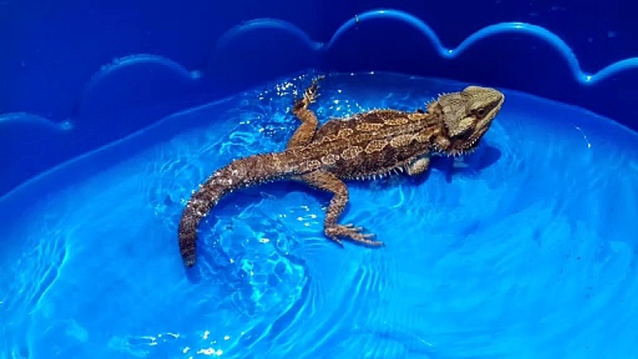 Bearded Dragon Peanut Swimming