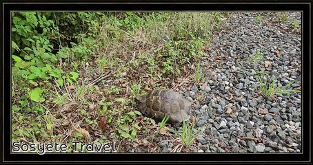 Kaplumbağa Fotoğrafları Görselleri ve Resimleri