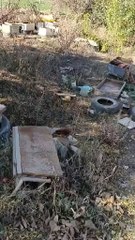 اعتداء وحشي وجبان بمبيد حشري على صناديق النحل في تلمسان