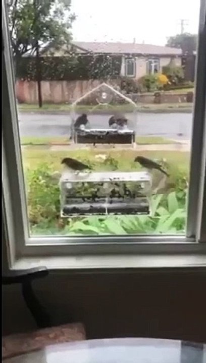 Acrylic Window Bird Feeder with Strong Suction Cups, Clear House-Shaped Outdoor Bird Feeding Station for Wild Birds, Durable PP Uncharged Hanging Birdcage Accessory