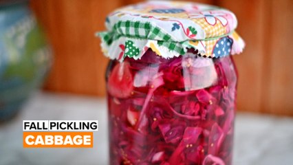 Fall Pickling: Cabbage