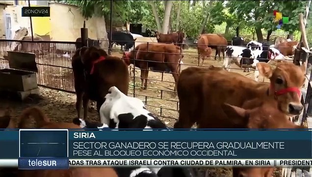 El sector ganadero de Siria se recupera pese al bloqueo económico occidental