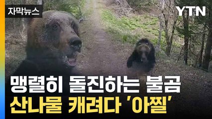 [자막뉴스] 위험천만 '야생동물' 주의... 겨울 앞두고 피해 급증 / YTN